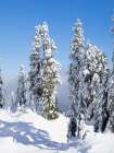 Washington, USA. Central Cascades, Granite Mountain, snow covered fir trees. Art Print